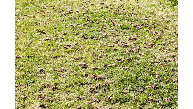 Aerating a deals lawn in spring