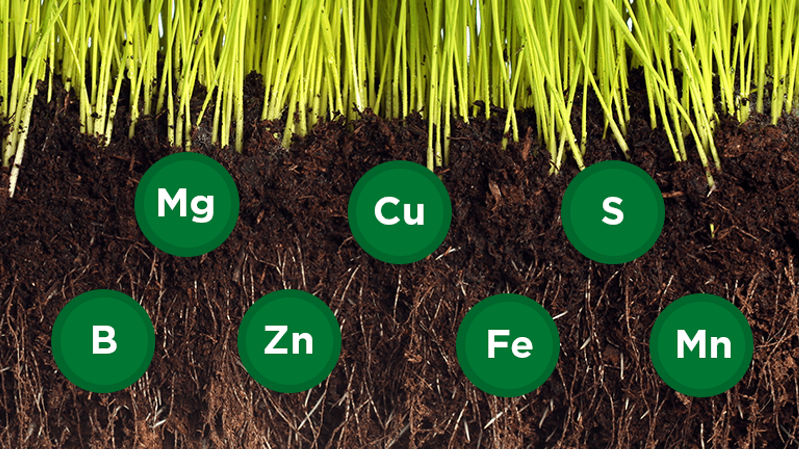 Micronutrients in Soil
