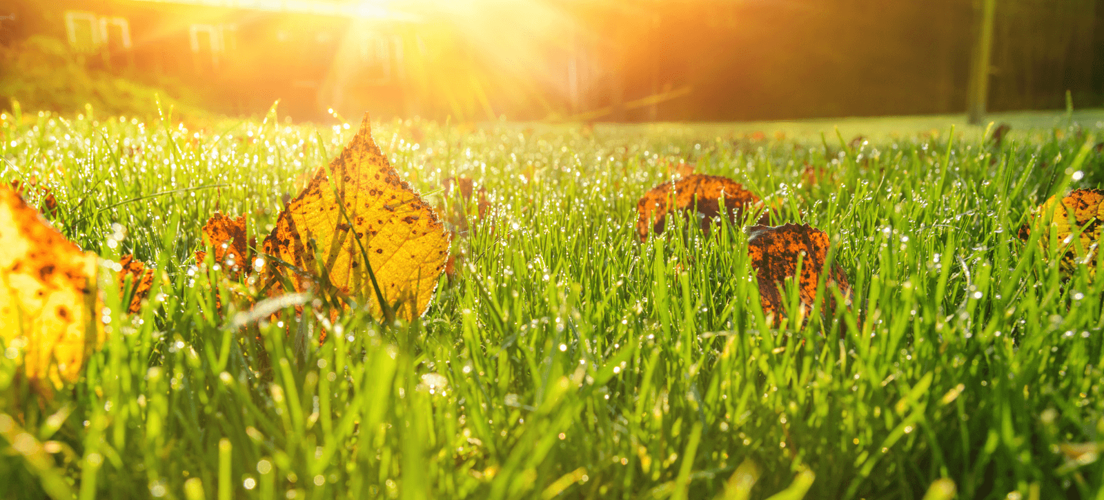 Fall Lawn with leaves