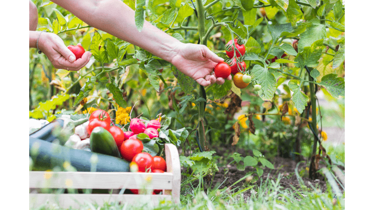 Tomato Picking