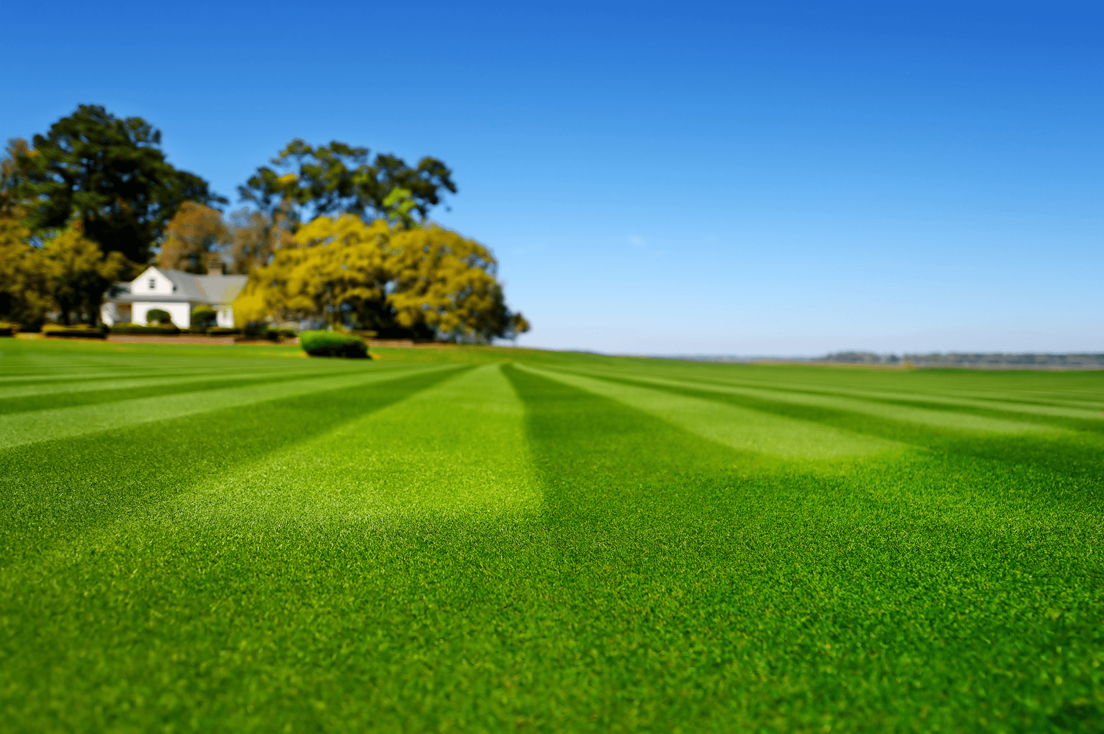 Get Golf Course Quality Results at Home Blog