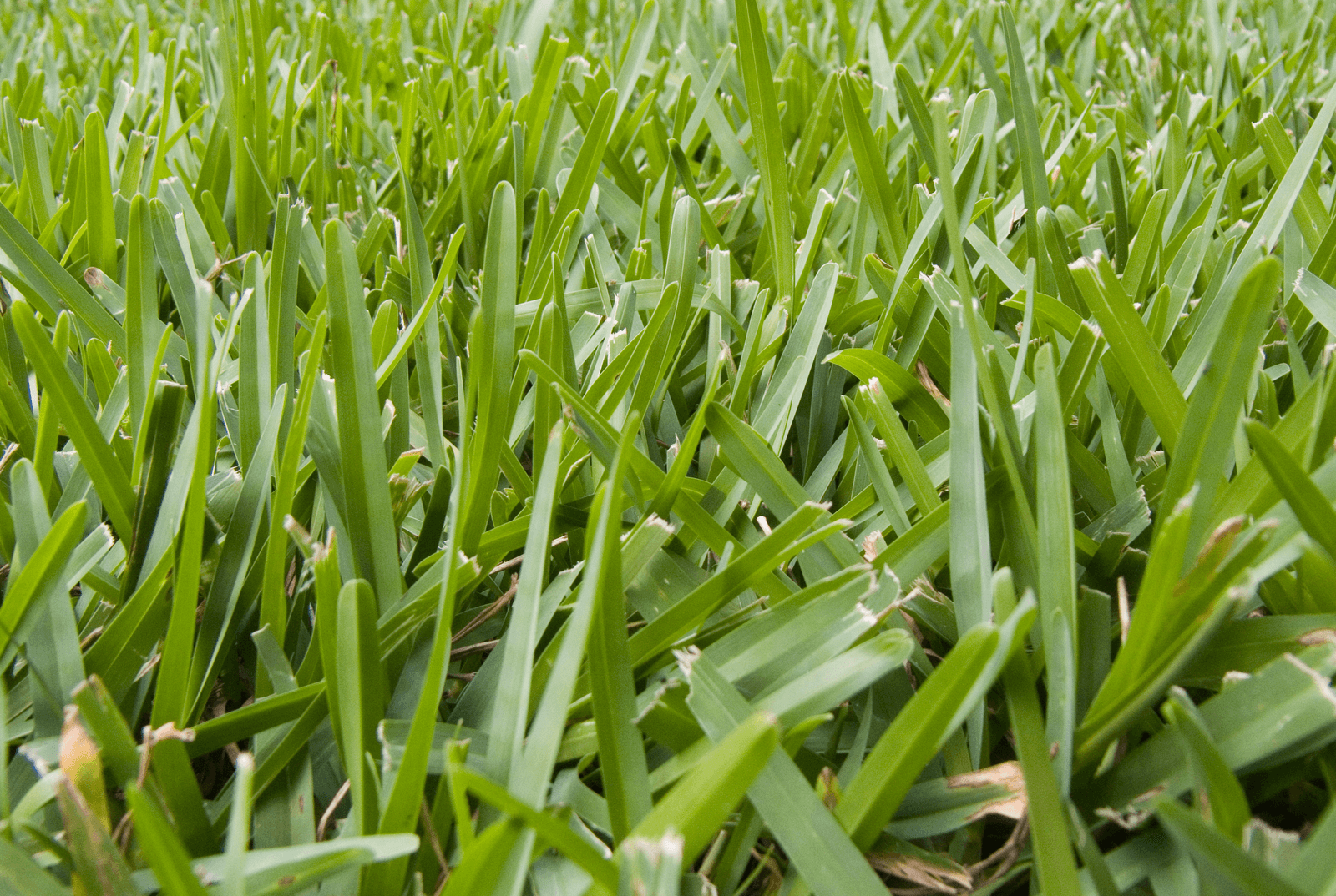 St. Augustine Grass