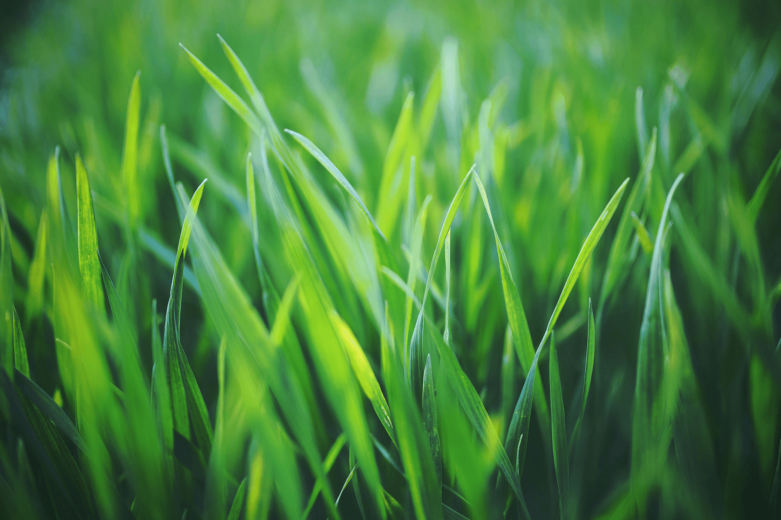 Grass close