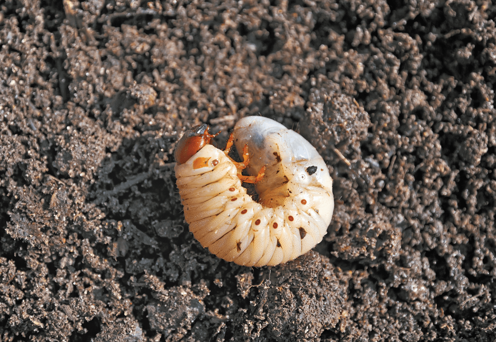 White grub