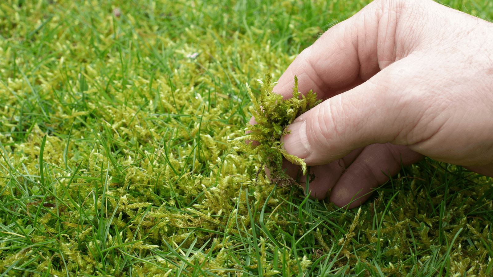 Moss in Lawn