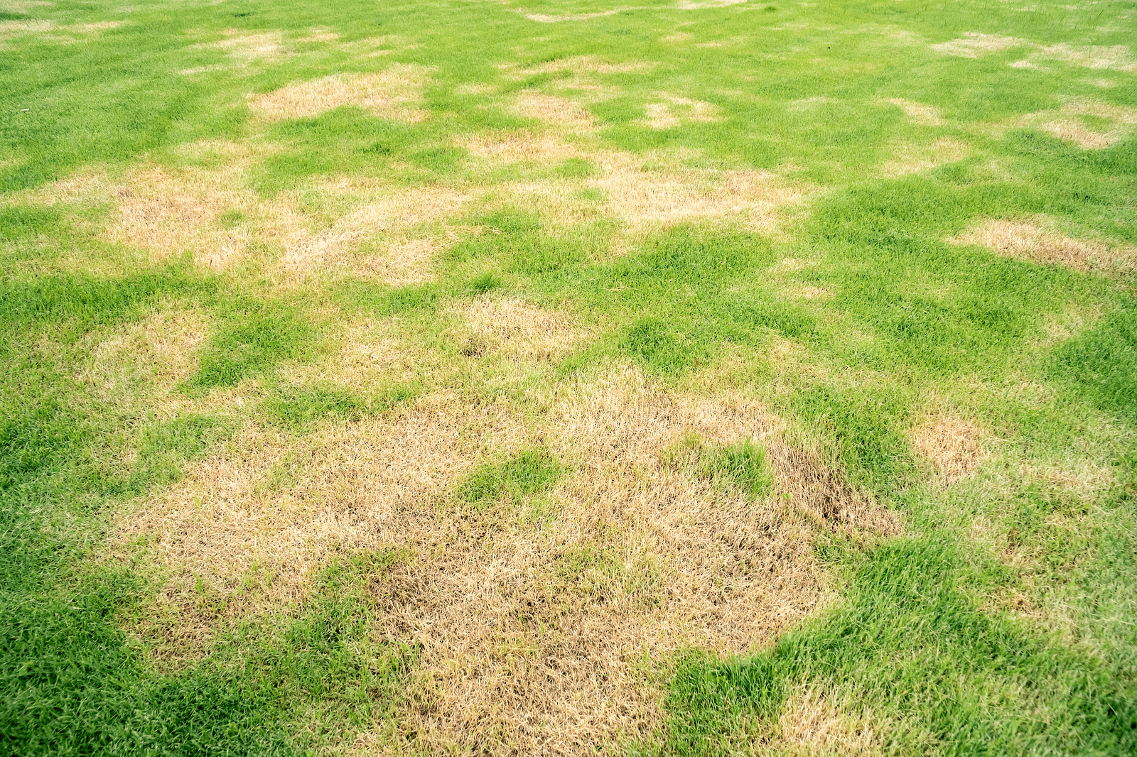 Army Worm Damage