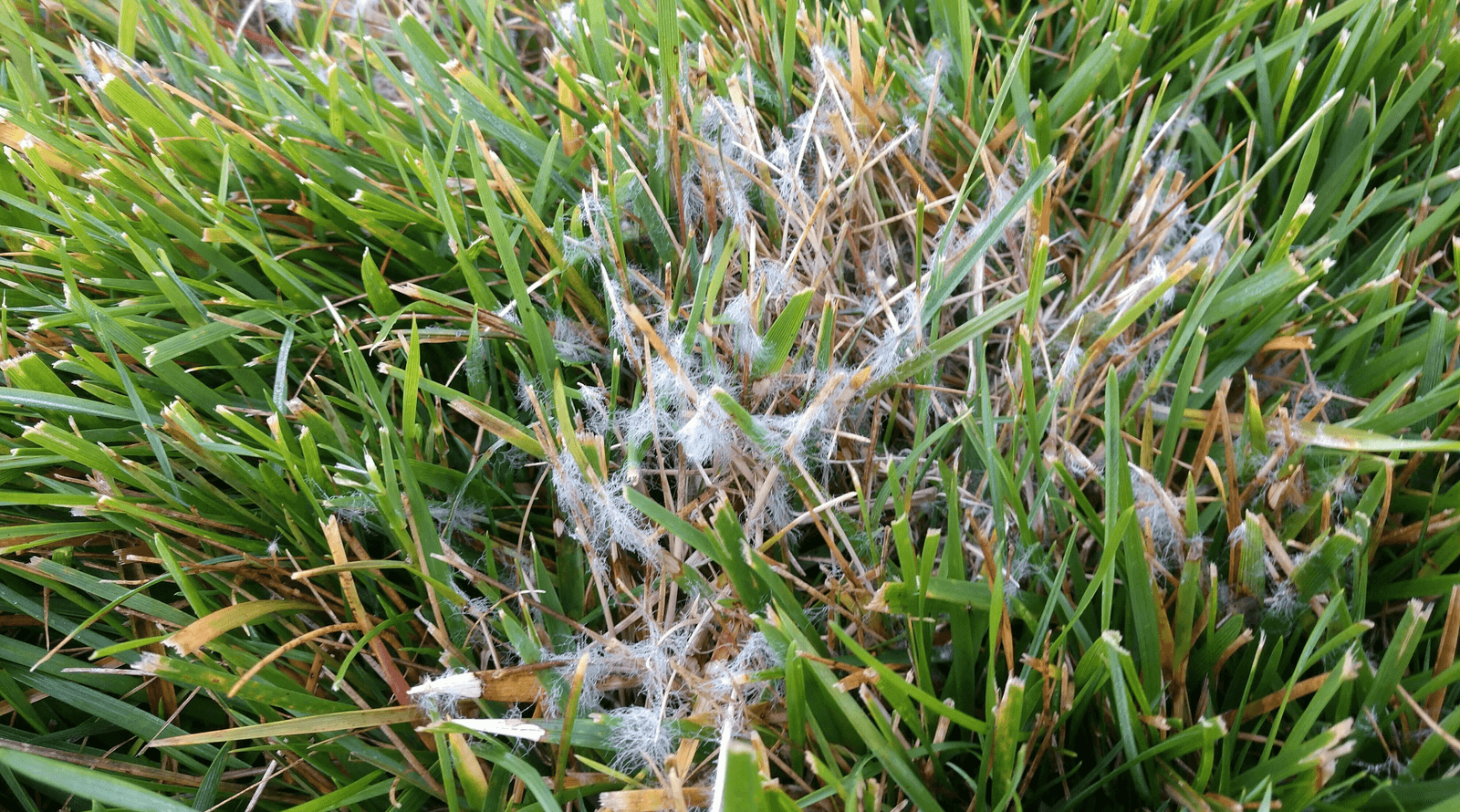 Dollar Spot closeup