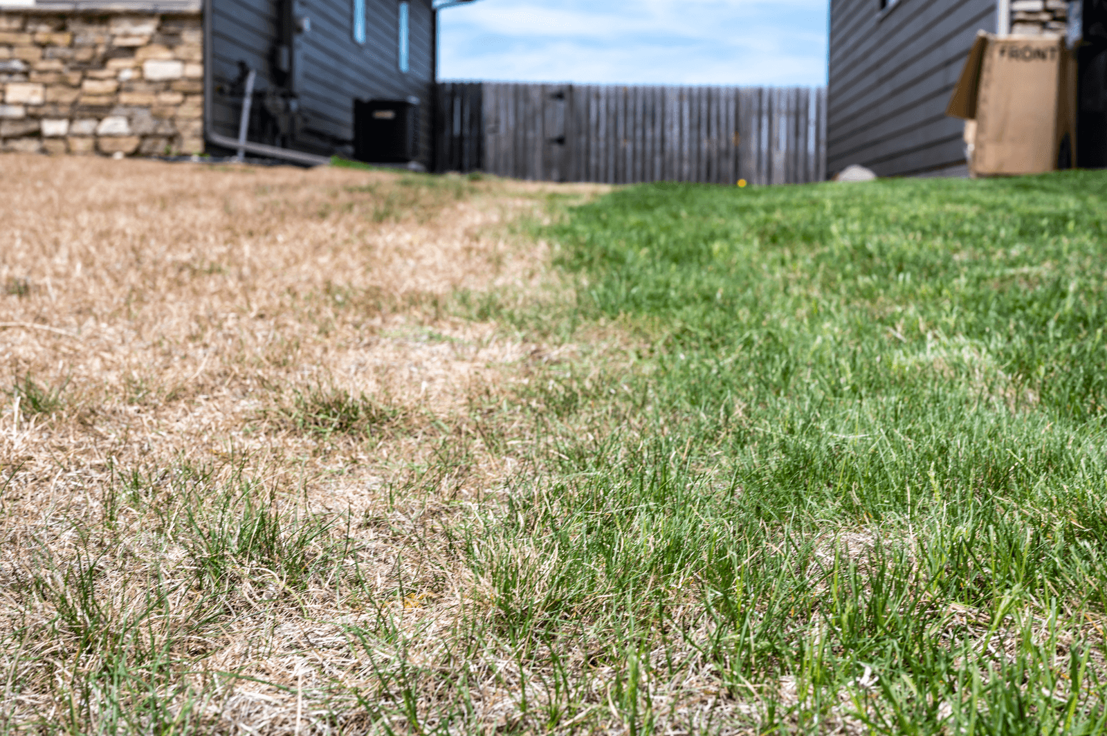 Stressed Drought Lawn