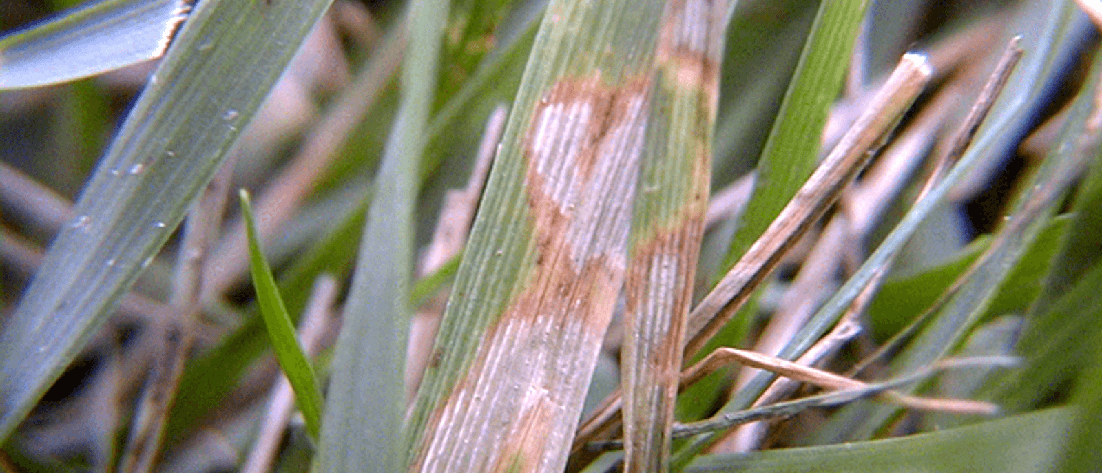 Brown Patch on Grass Blade
