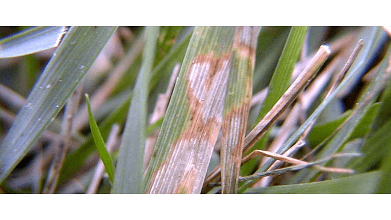 Brown Patch on Grass Blade