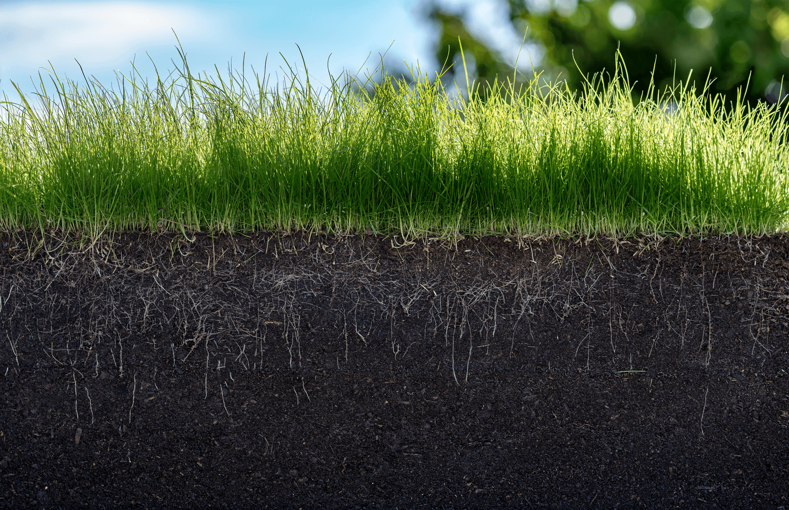 Healthy soil under lawn