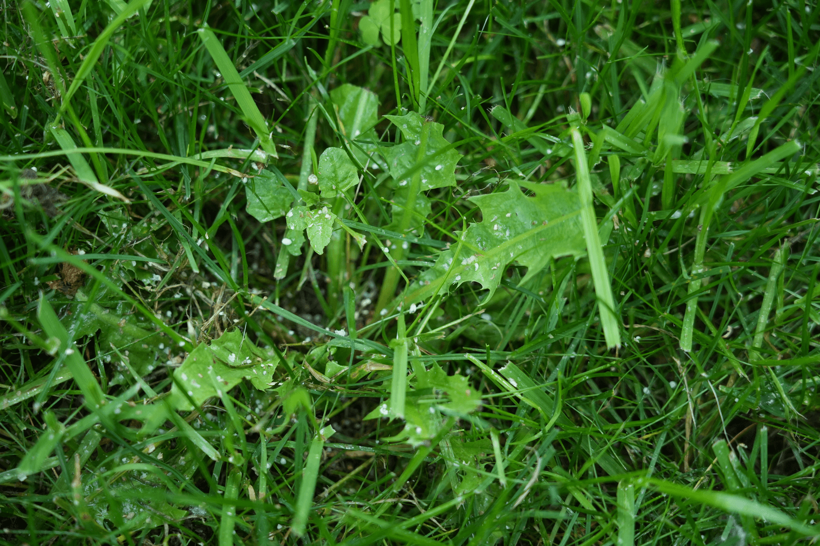 Broadleaf Weed with Weed and Feed