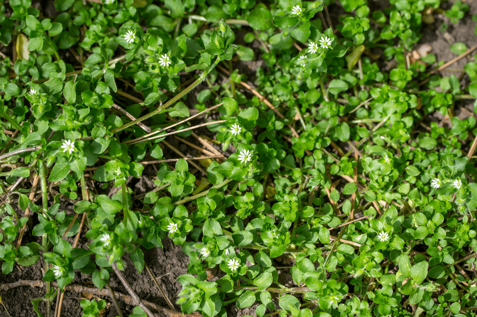 Chickweed