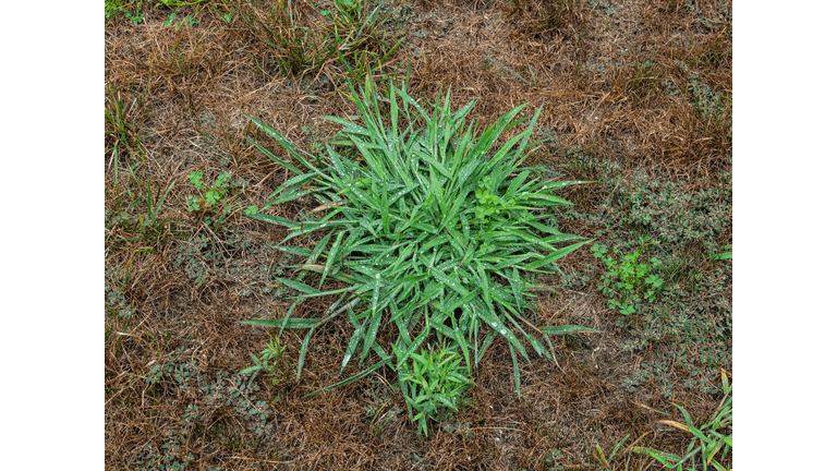 How to Prevent Crabgrass | The Andersons Home and Garden