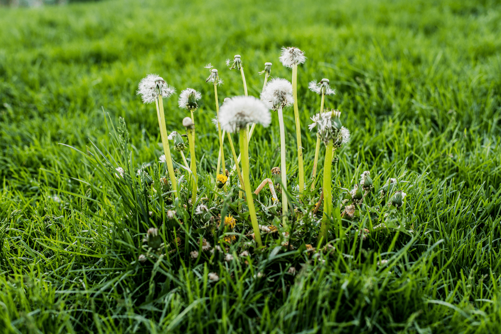 Lawn With Weeds Close