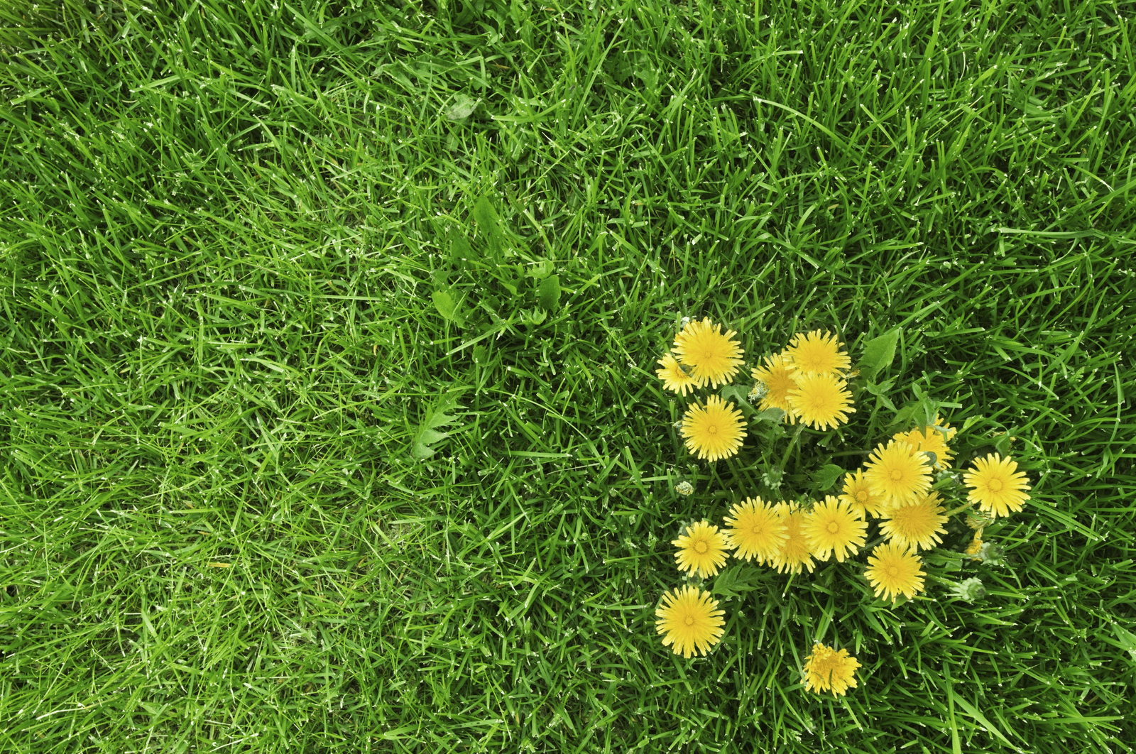 Dandelions in Grass