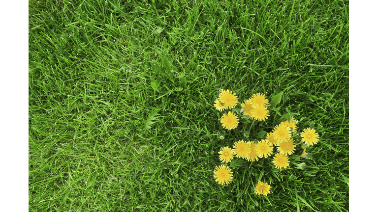 Dandelions in Grass