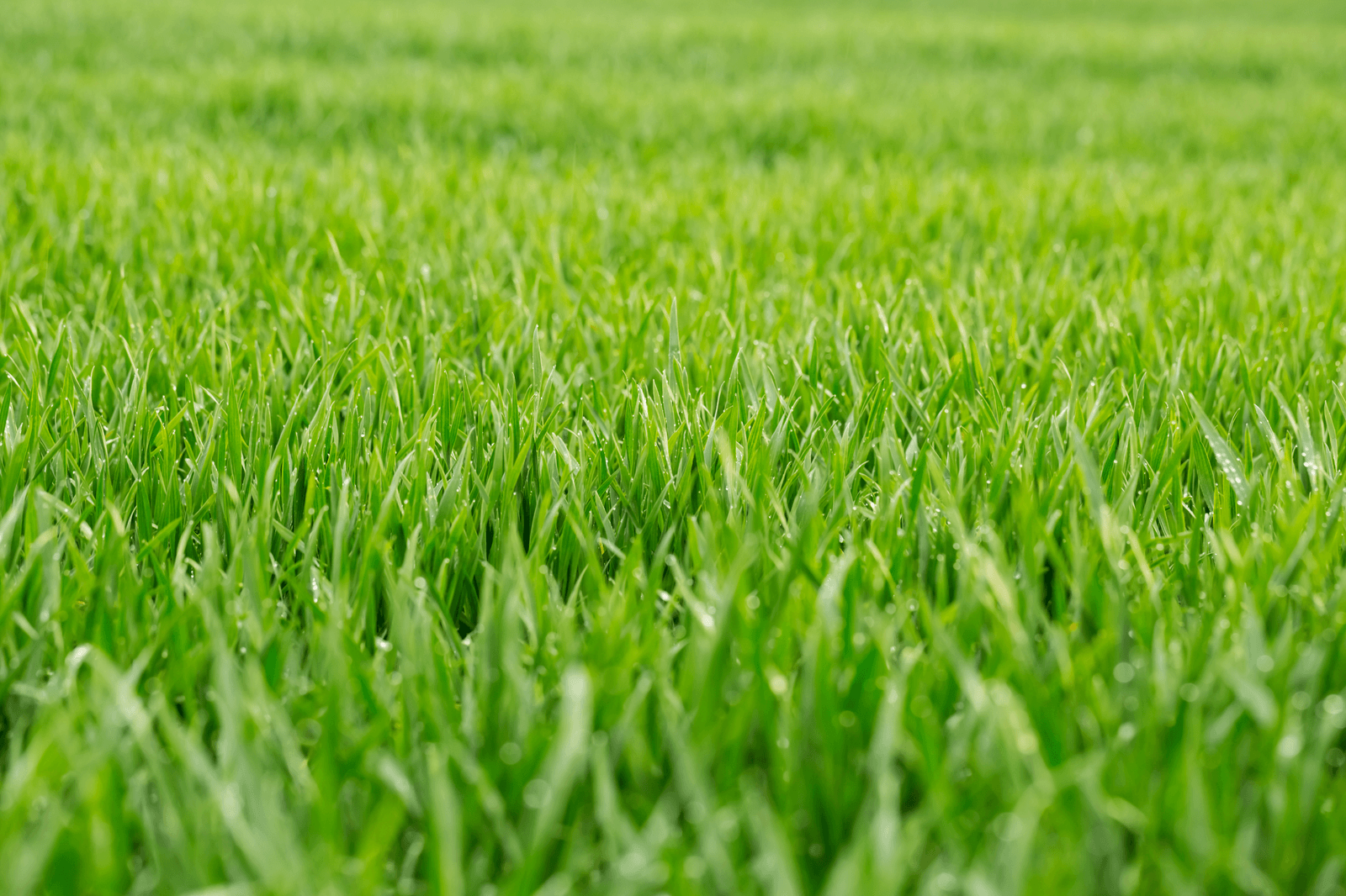 Grass