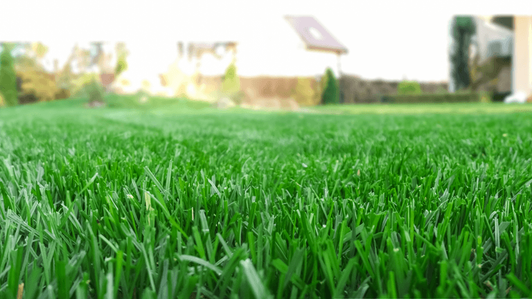 Green Lawn