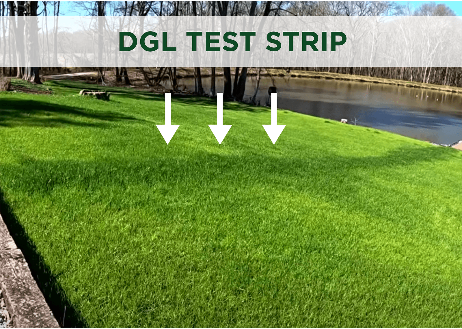 DGL Test Strip 3 Arrows