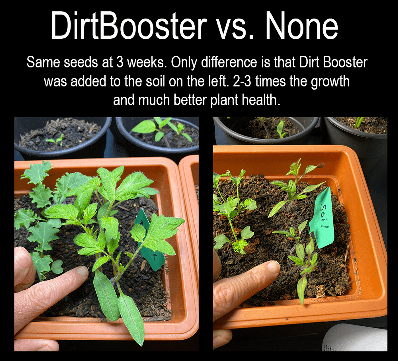 Dirt Booster Graphic - Seed Growth