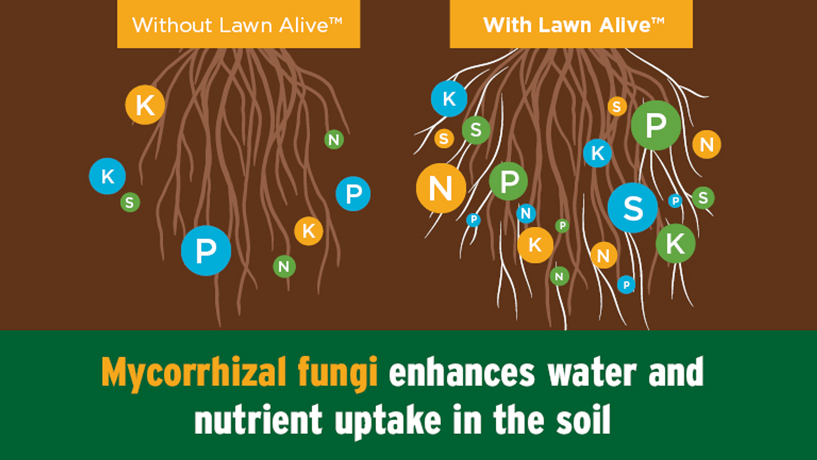 Lawn Alive Roots