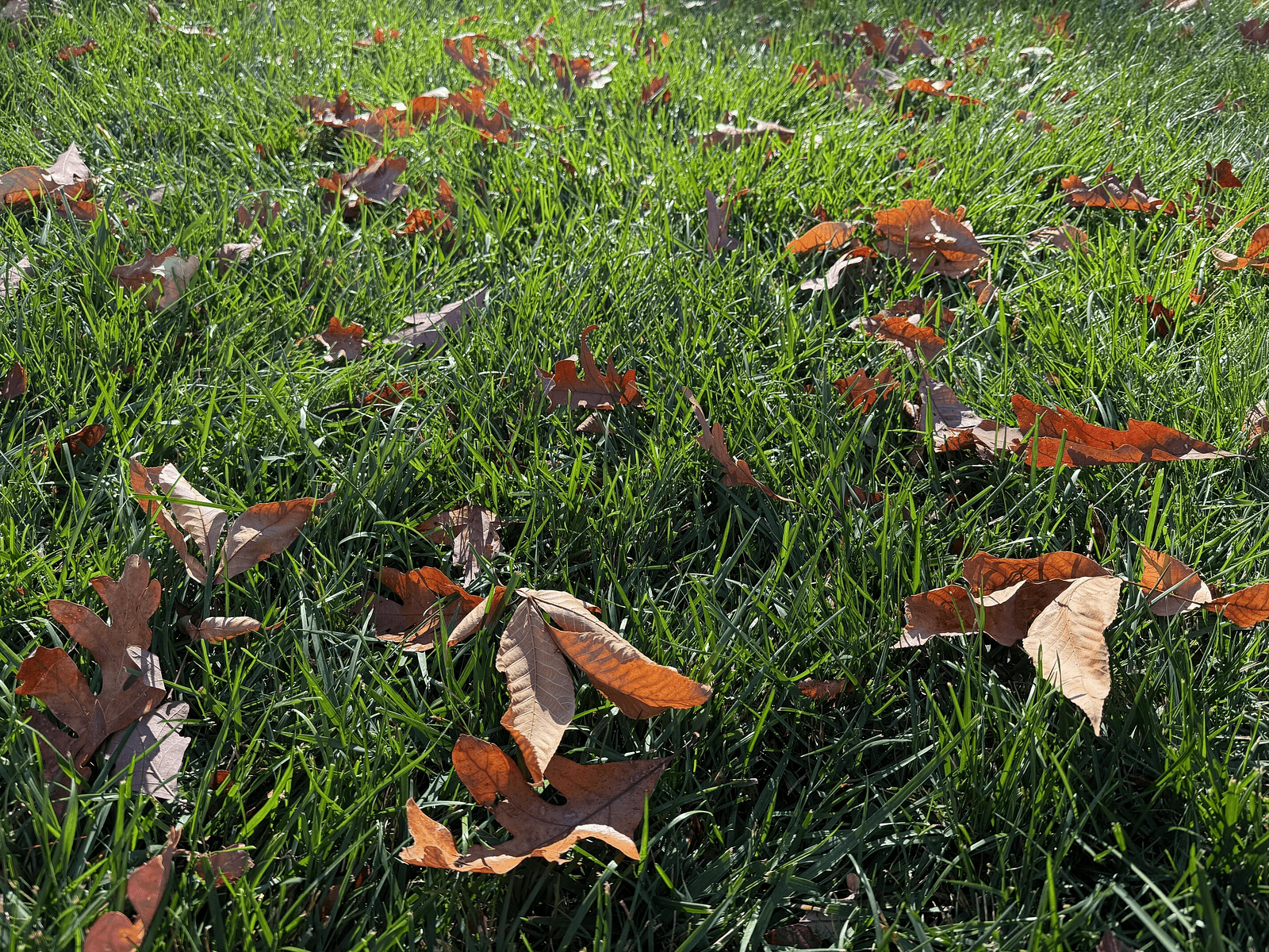 Leaves in Lawn