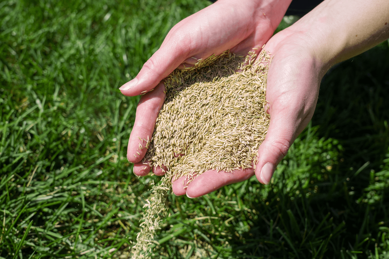 Perennial Rye Seed Pour