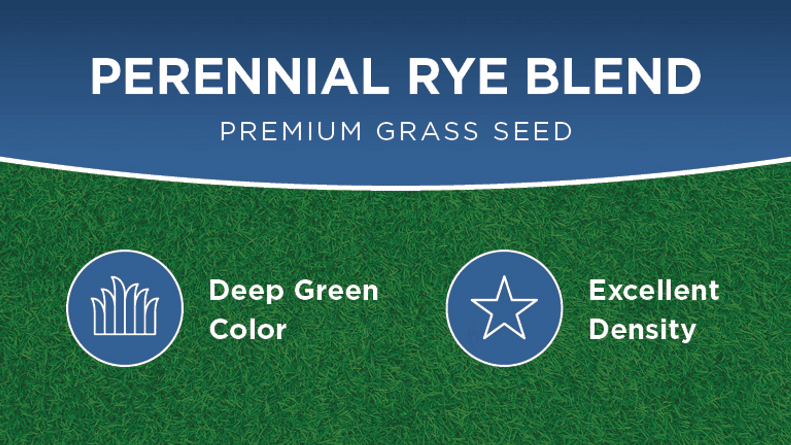 Perennial Rye Seed 1