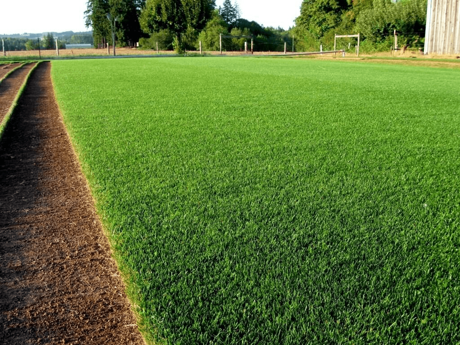 Rye Grass Environmental 1