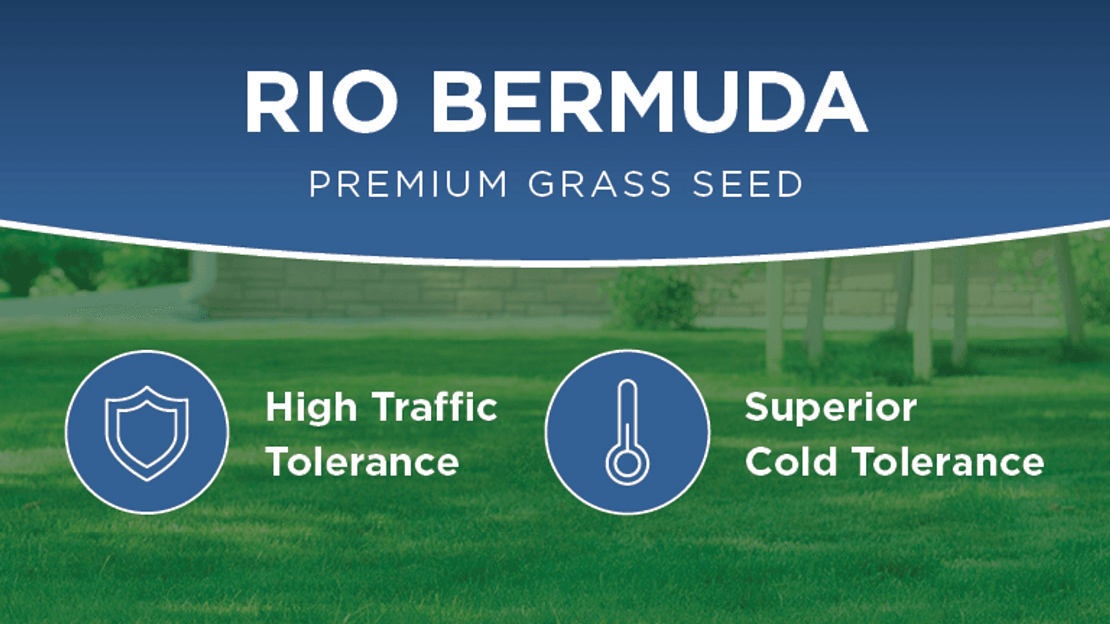 Rio Bermuda Seed 2